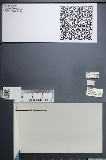 Media type: image;   Entomology 533083